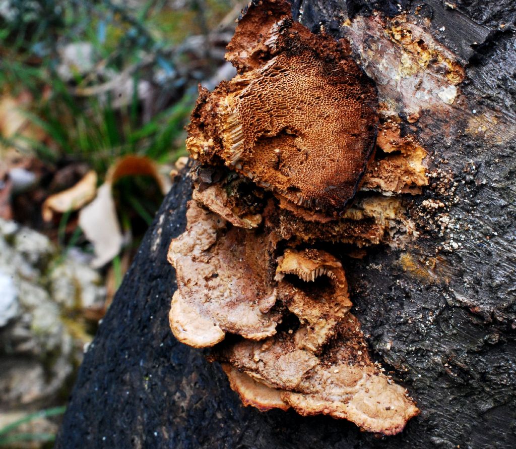 su tronco ciliegio, penso a Gleophyllum trabeum